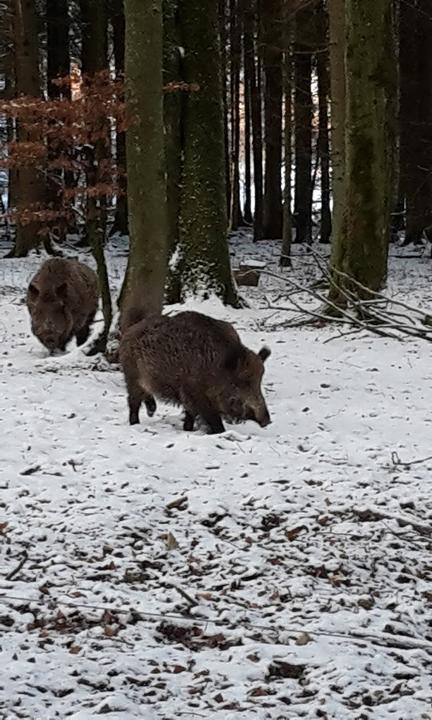 Waldgasthof Zum Geländer